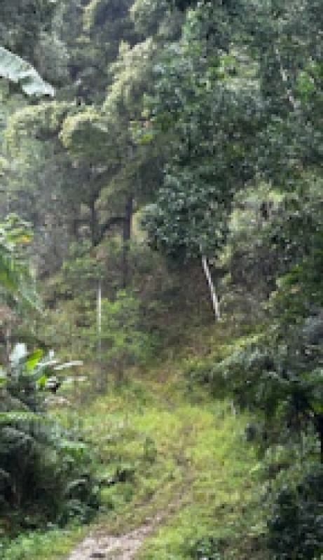 Terreno - leilão judicial - Brusque SC - lance mínimo R$ 316.400