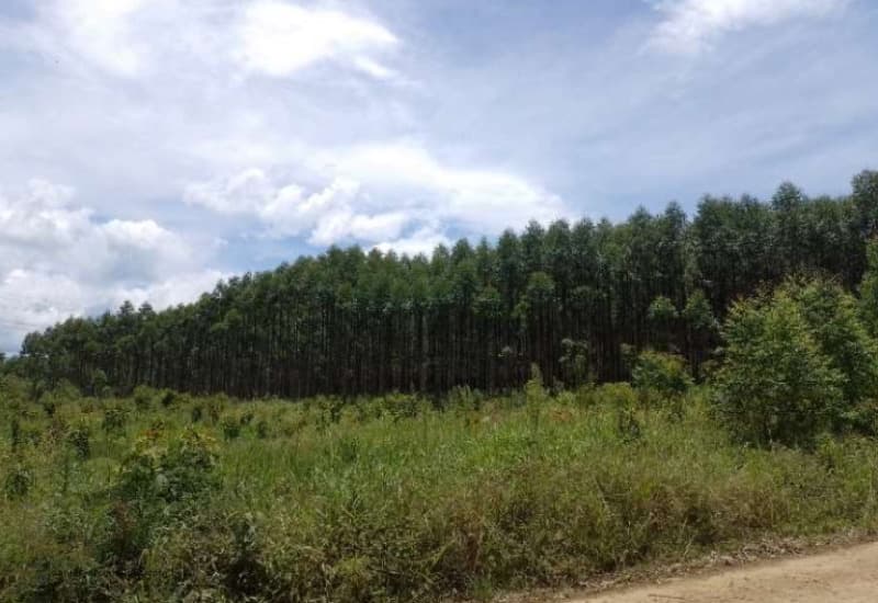 Fração de Terreno - leilão judicial - Siderópolis SC - lance mínimo R$ 451.000