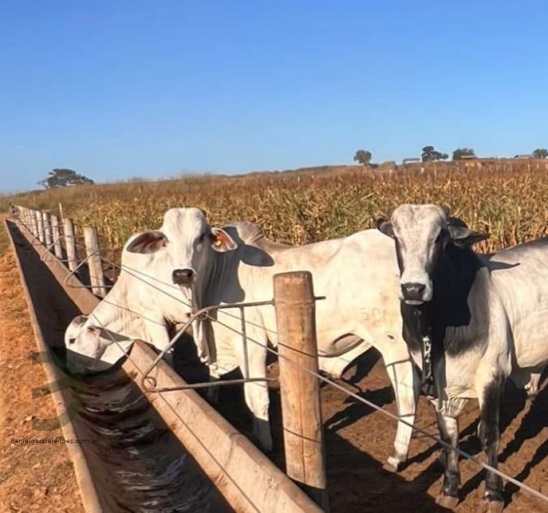 Touros - leilão judicial - Cuiabá MT - lance mínimo R$ 588.060