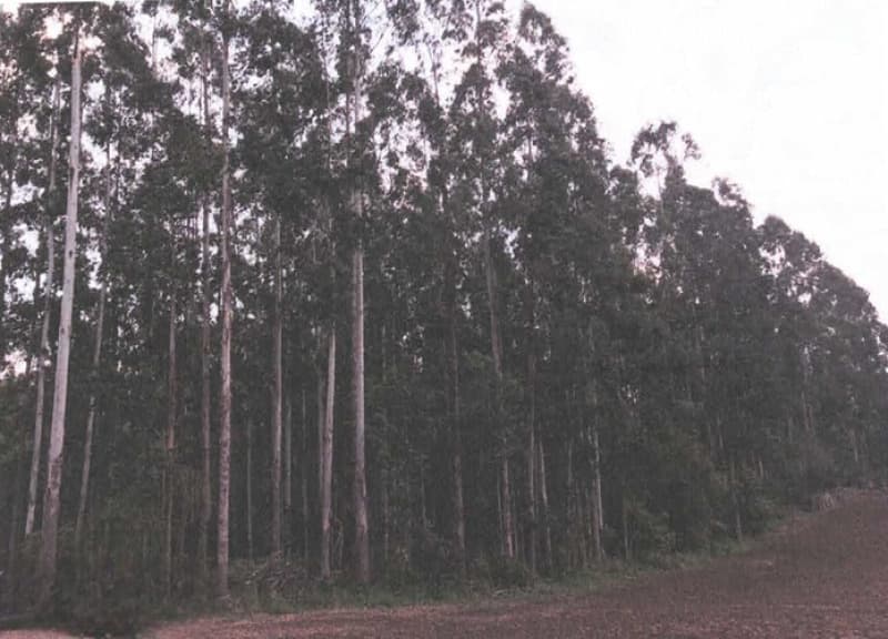 O terreno situado à Linha Ribeirão Mosquito, na localidade de Mosquito Grande, m - leilão extrajudicial - Agronômica/SC SC - lance mínimo R$ 293.465