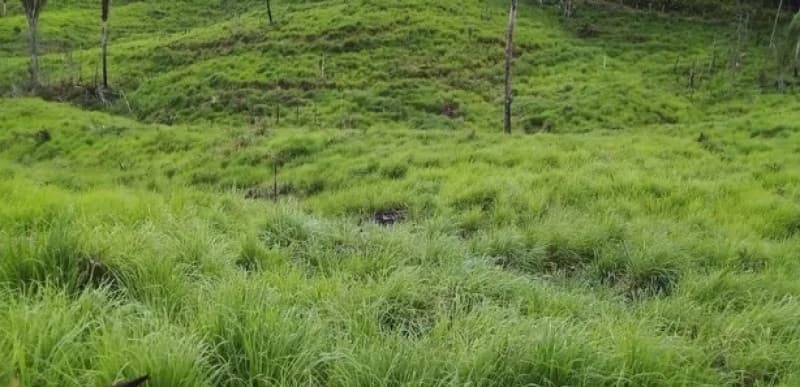 IMÓVEL: CONSTITUÍDO DE UMA GLEBA DE TERRA RURAL COM ÁREA 101.0204 HA (CENTO E UM - leilão judicial - Santa Luzia/MA MA - lance mínimo R$ 260.328