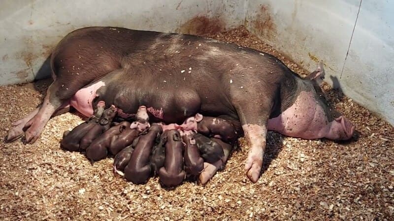 01 Vaca leiteira avaliada em R$ 4.000,00 (quatro mil reais). 01 Porca e 04 leitõ - leilão judicial - Não informado BR - lance mínimo R$ 3.100