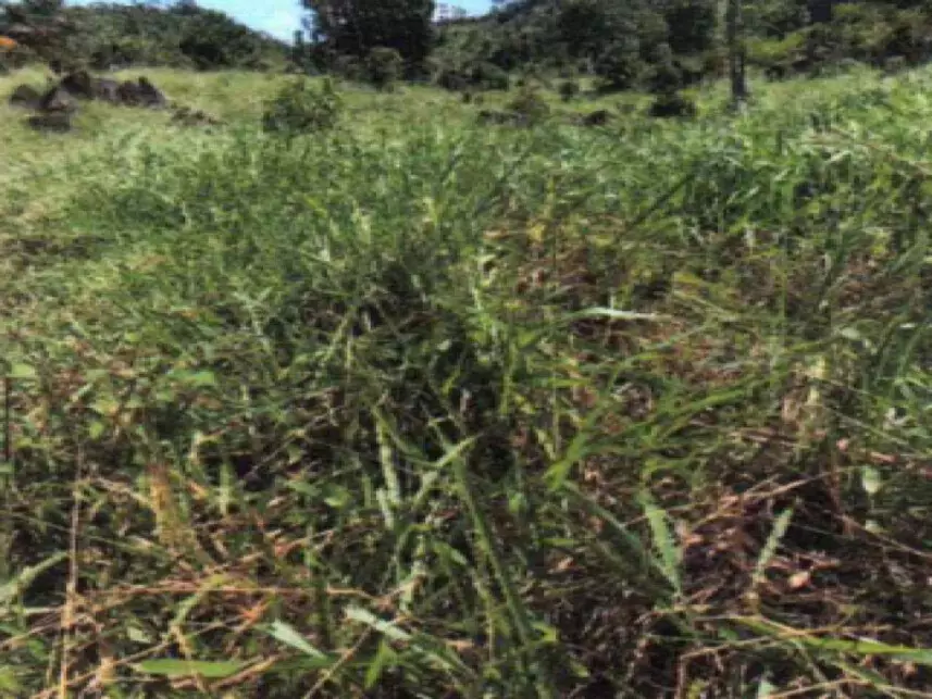 Área Rural à venda em leilão - leilão extrajudicial - Ministro Andreazza RO - lance mínimo R$ 800.000