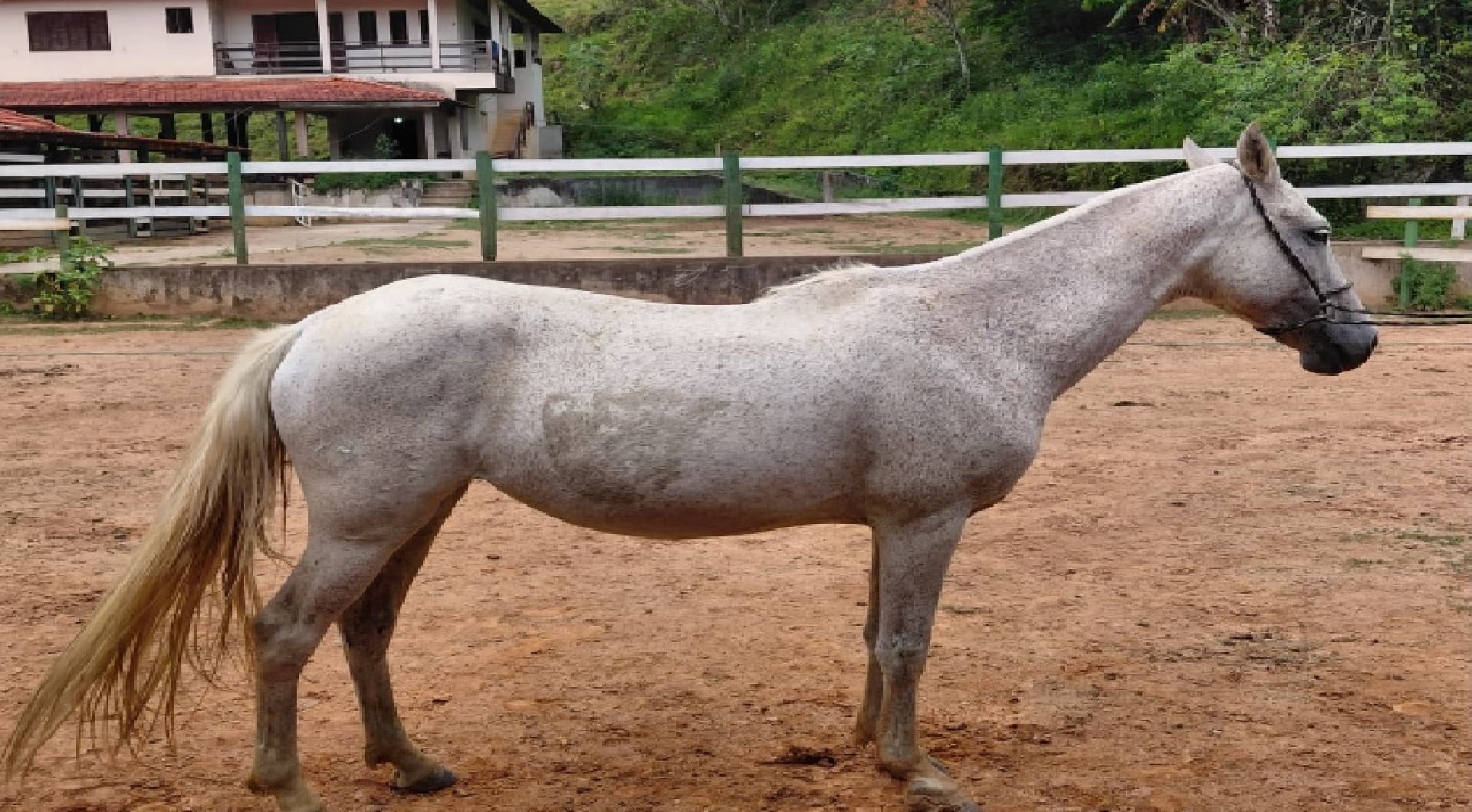 01 equino fêmea Mangalarga Marchador - leilão judicial - Não informado BR - lance mínimo R$ 3.000