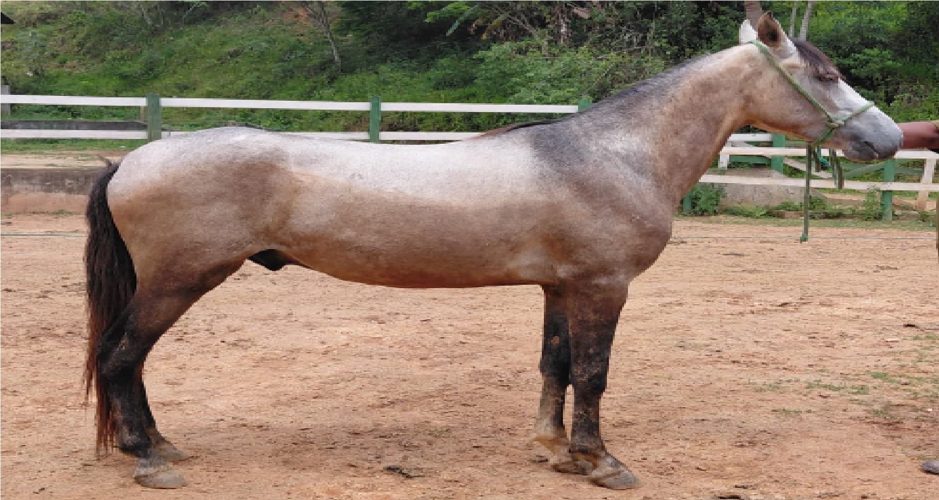 01 equino macho raça Mangalarga Marchador - leilão judicial - Não informado BR - lance mínimo R$ 3.000